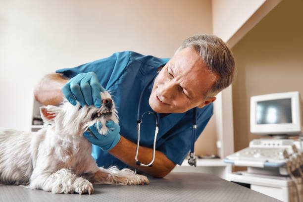Best Emergency X-Rays and Diagnostics in Mariemont, OH